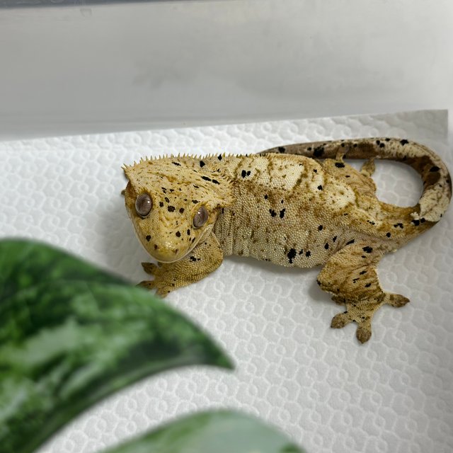 슈퍼달마시안 달마시안