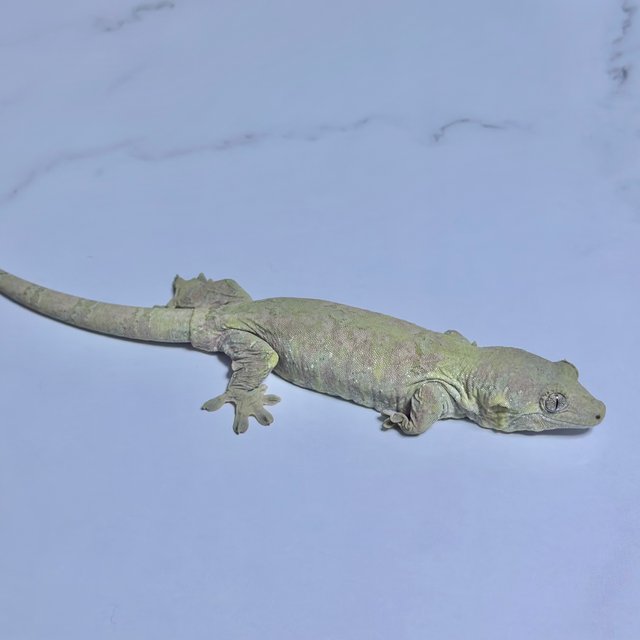 그린 노멀 파인아일랜드