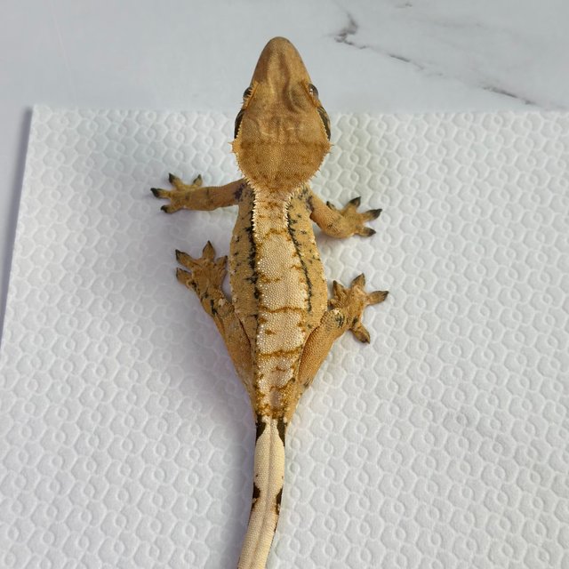 드리피 트라이 익스트림할리퀸