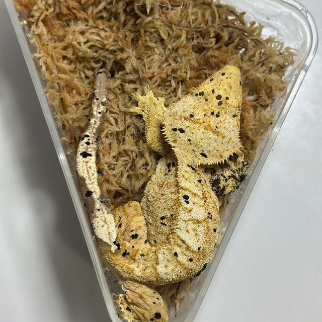 슈퍼달마시안 달마시안