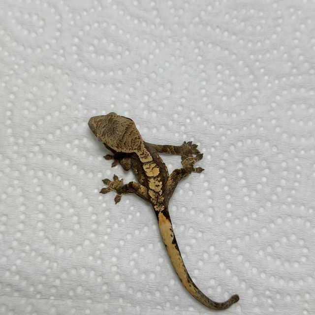 트라이 익스트림할리퀸