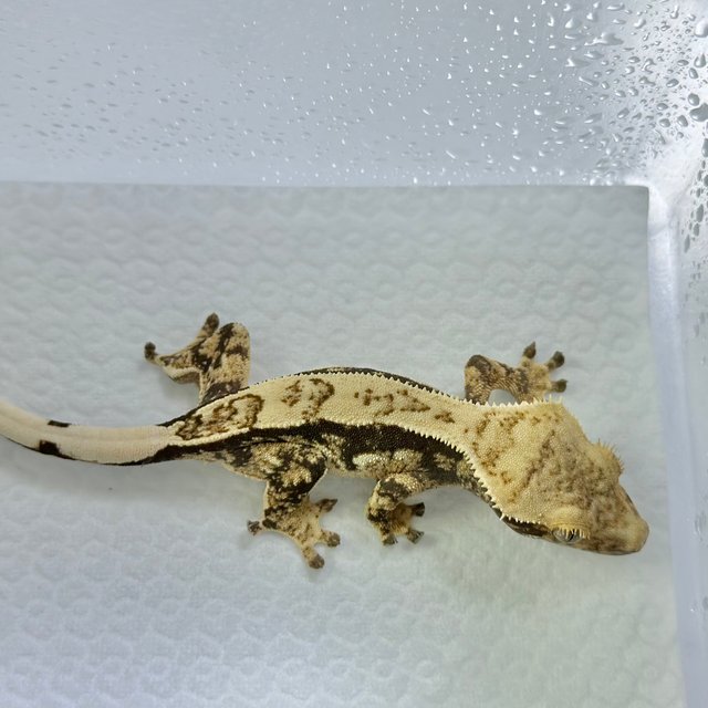 노멀 드리피 트라이 화이트스팟 화이트포트홀