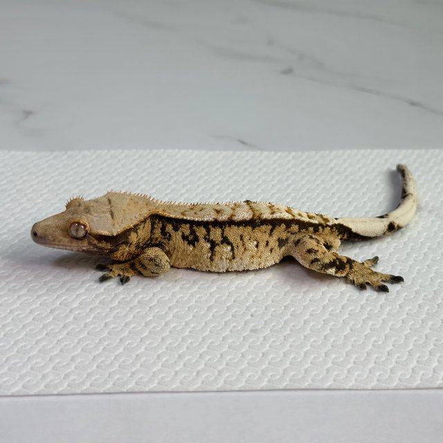 드리피 트라이 익스트림할리퀸