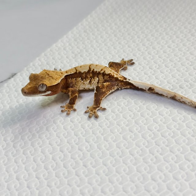 트라이 익스트림할리퀸