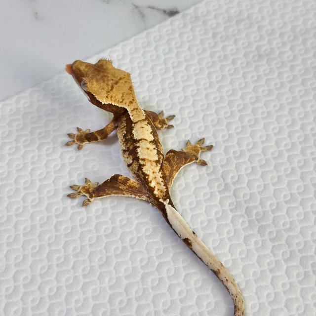 트라이 익스트림할리퀸