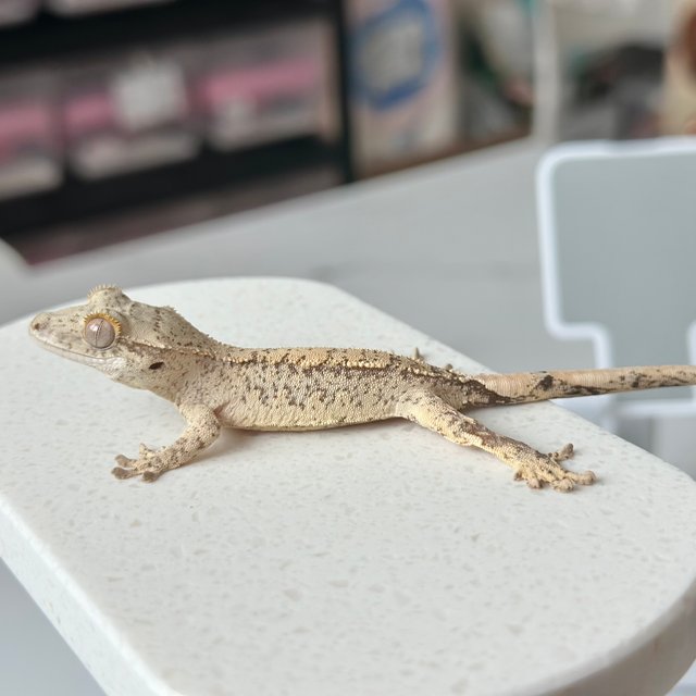 노멀 드리피 트라이 크림 화이트 옐로우