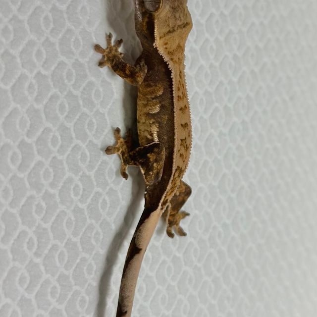 쿼드 드리피 화이트스팟