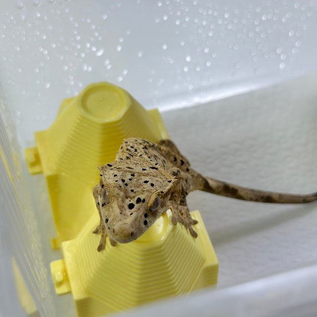 슈퍼달마시안 달마시안