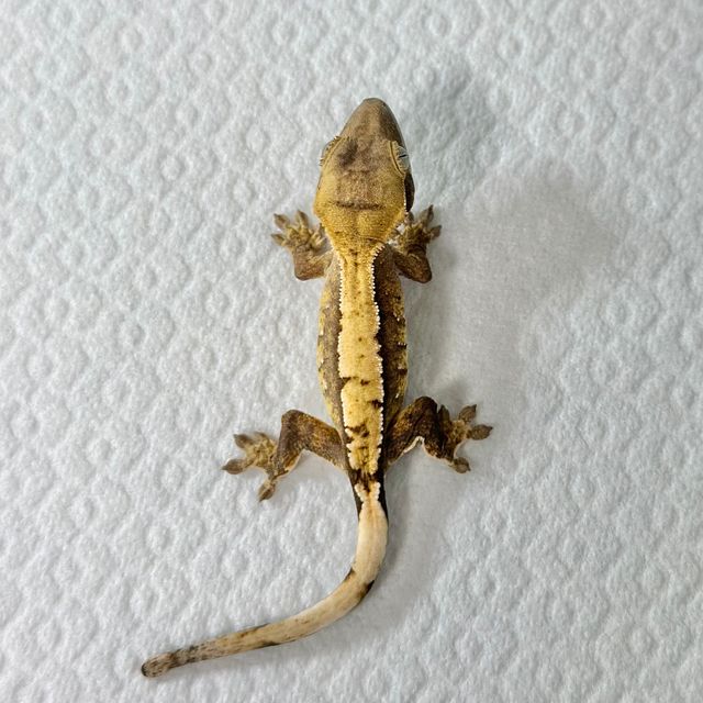 트라이 익스트림할리퀸 바브