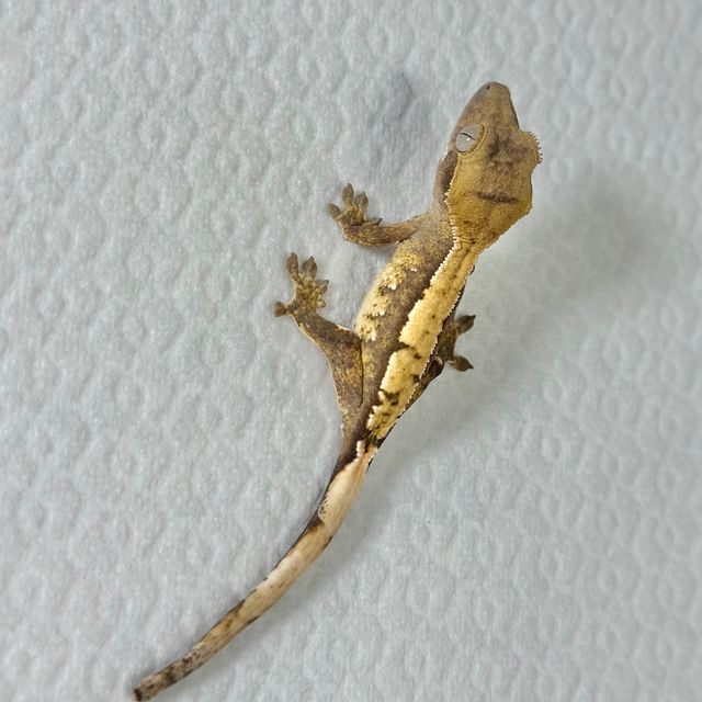 트라이 익스트림할리퀸 바브