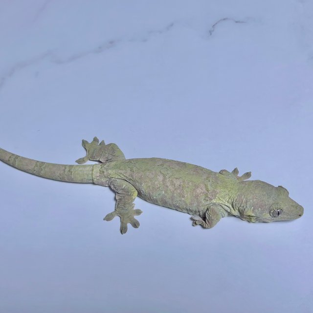 그린 노멀 파인아일랜드