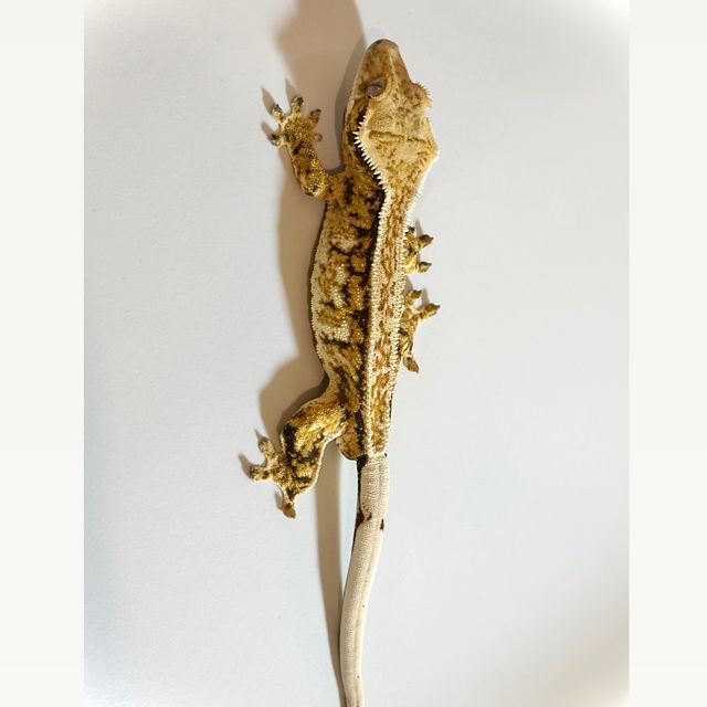 SPT 트라이 익스트림할리퀸 드리피