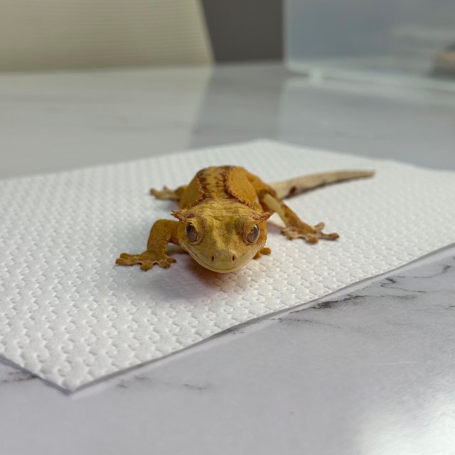 팬텀 릴리화이트 옐로우