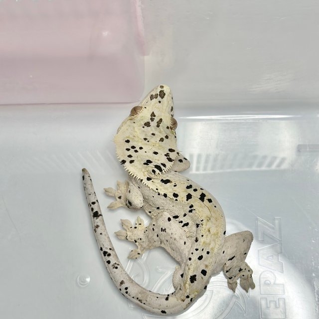 슈퍼달마시안 달마시안