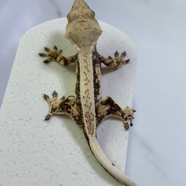 노멀 드리피 트라이 화이트스팟 화이트포트홀 풀핀