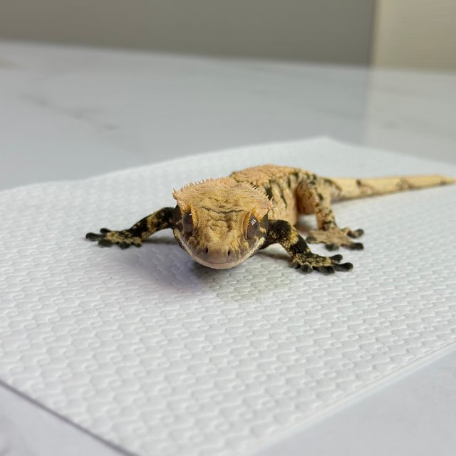 노멀 트라이 화이트 블랙