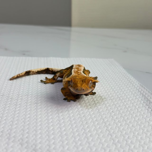 드리피 트라이 익스트림할리퀸