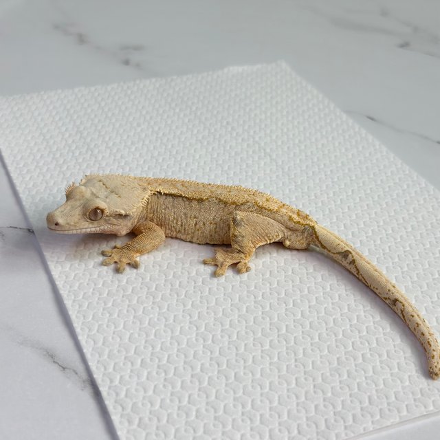 노멀 드리피 트라이 크림 화이트 옐로우