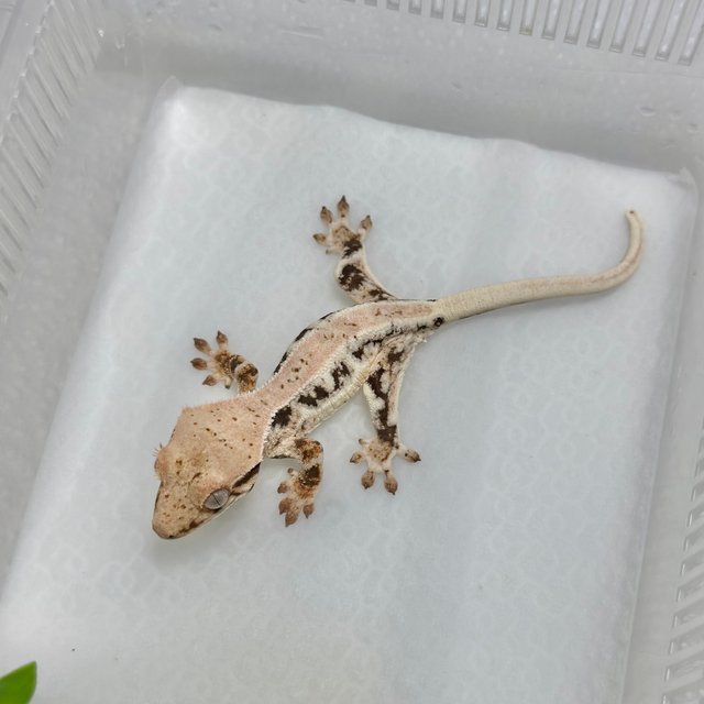 레이지 릴리화이트