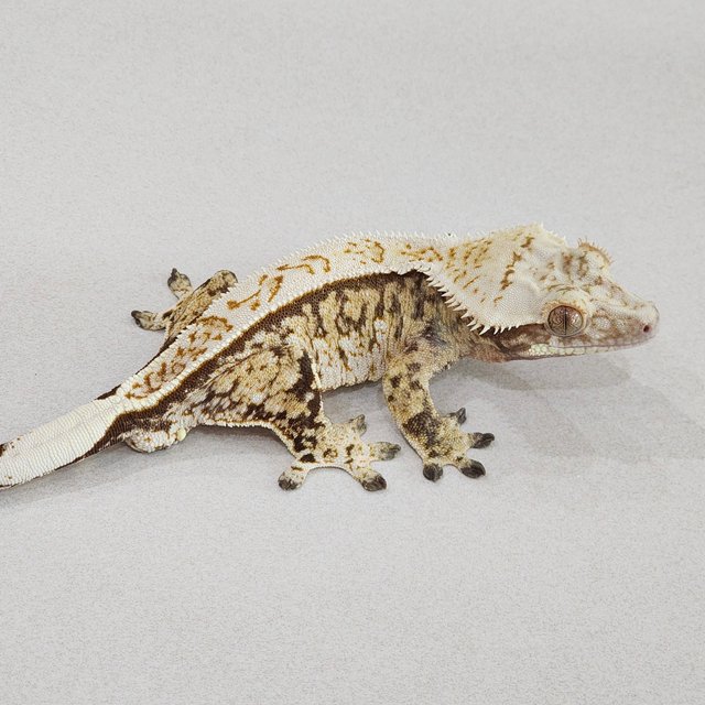 드리피 트라이 익스트림할리퀸