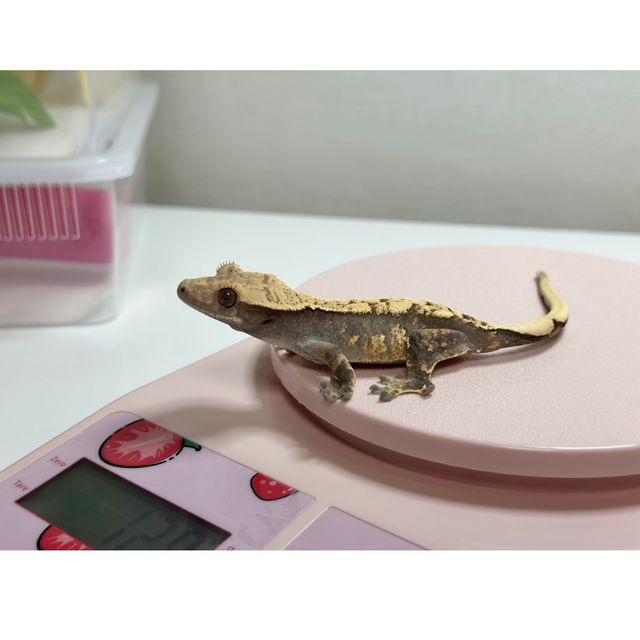 트라이 익스트림할리퀸