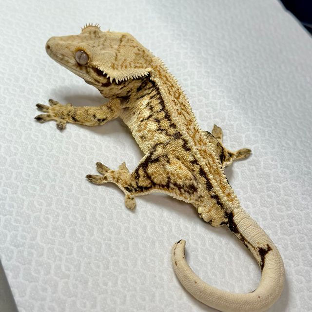 SPT 트라이 익스트림할리퀸 드리피