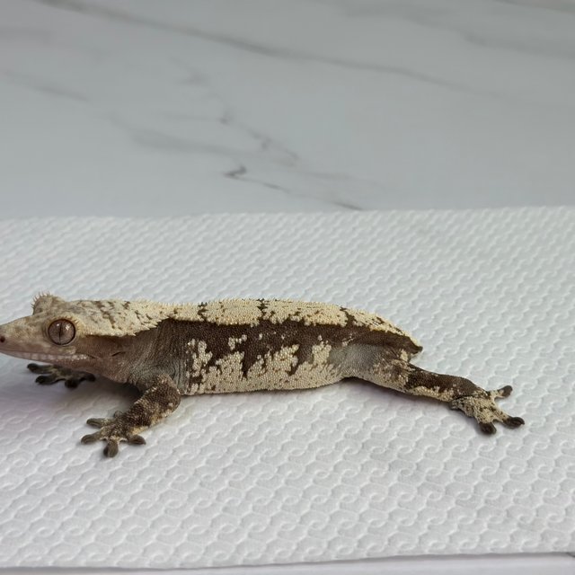 노멀 드리피 트라이 블랙 화이트