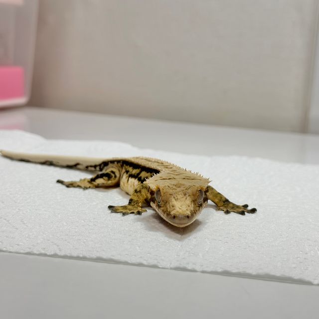 드리피 트라이 익스트림할리퀸 젠젝스