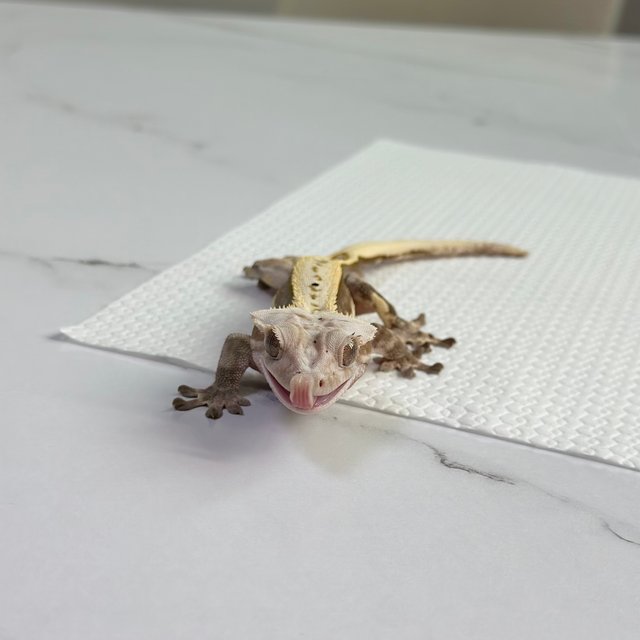 핀스트라이프 풀핀