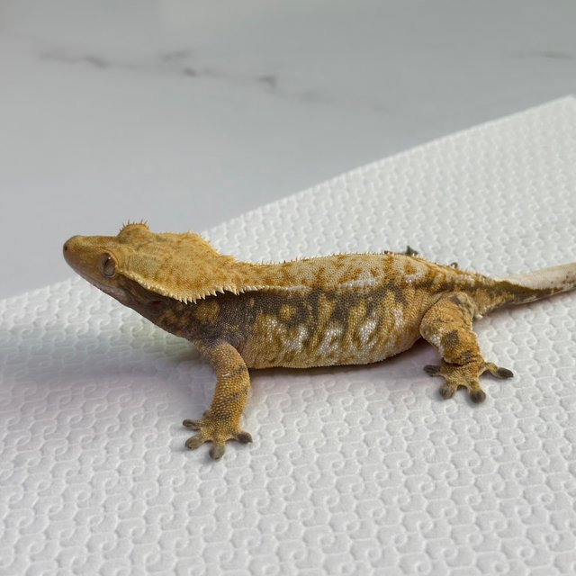 드리피 트라이 익스트림할리퀸