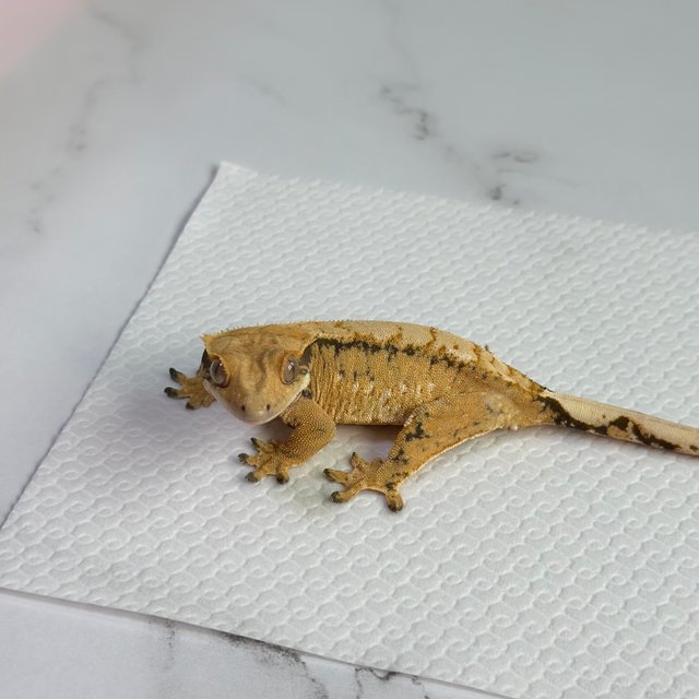 드리피 트라이 익스트림할리퀸