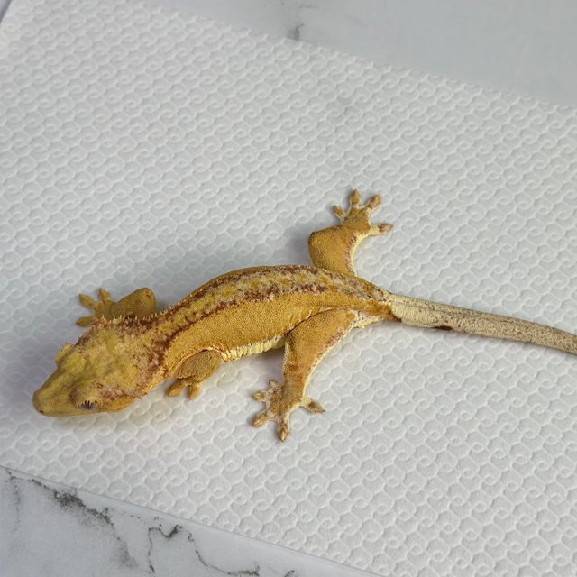 팬텀 릴리화이트 옐로우