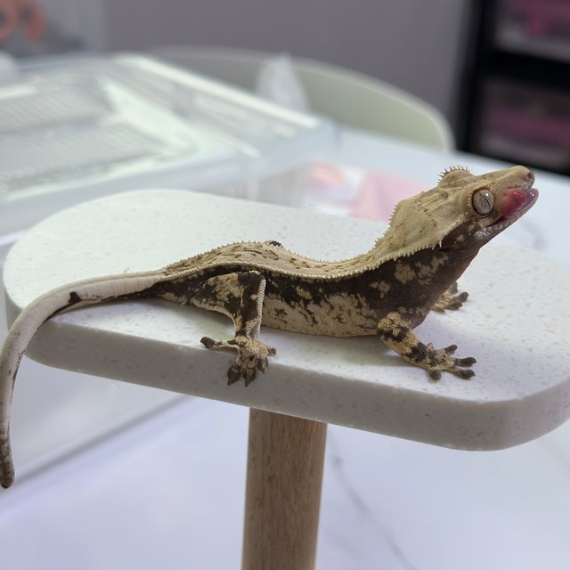 노멀 드리피 트라이 화이트스팟 화이트포트홀 풀핀