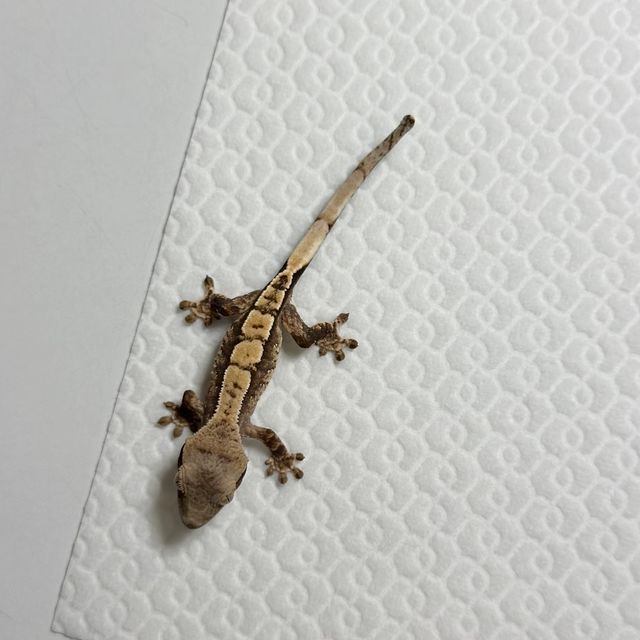 트라이 익스트림할리퀸 바브 화이트스팟 화이트포트홀 화이트핀