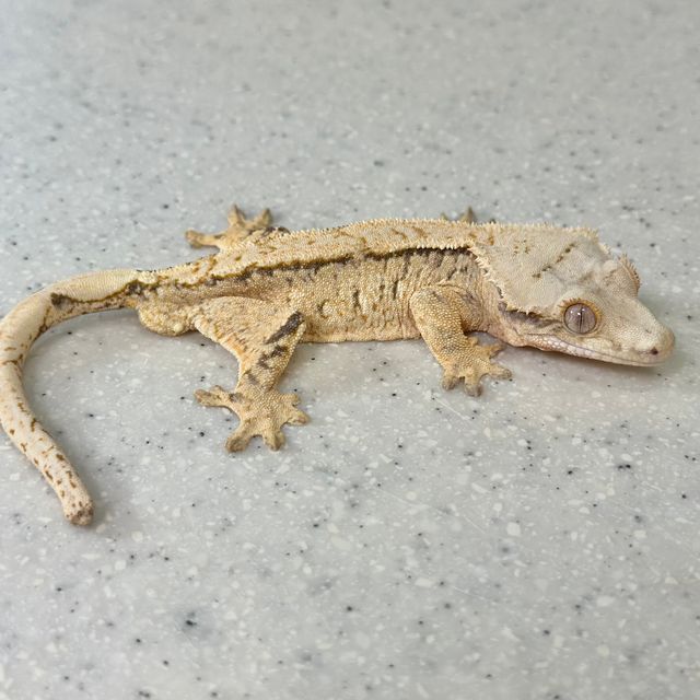 노멀 드리피 화이트스팟 트라이 크림 화이트