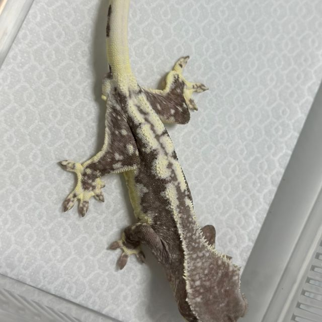 릴잔틱 아잔틱