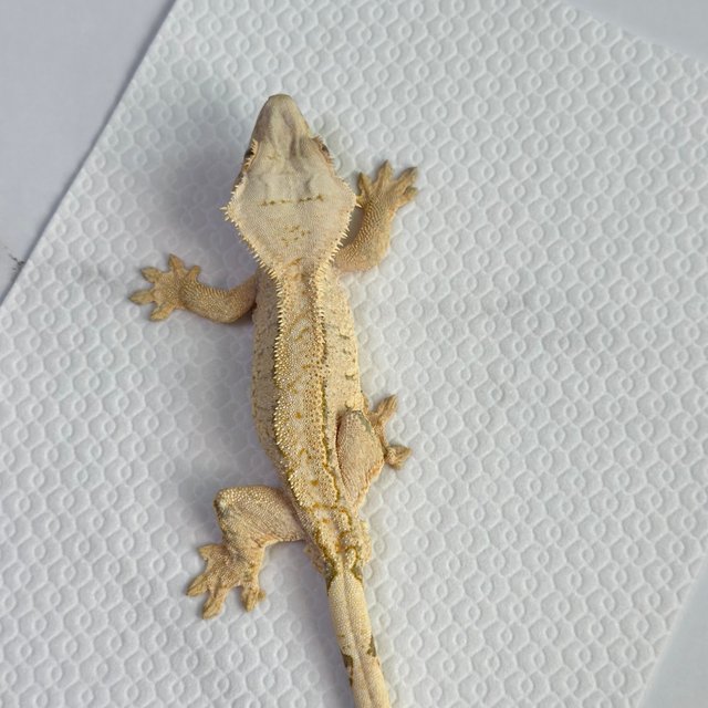 노멀 드리피 트라이 크림 화이트 옐로우