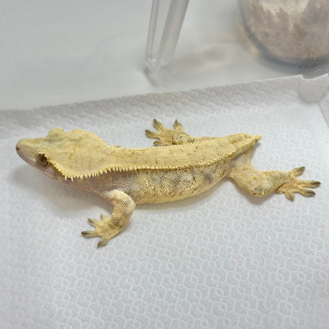 노멀 드리피 트라이 크림 화이트