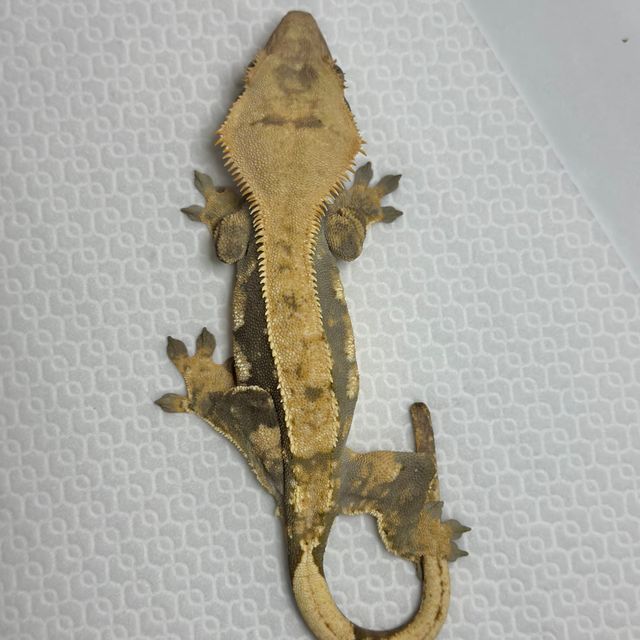 트라이 익스트림할리퀸