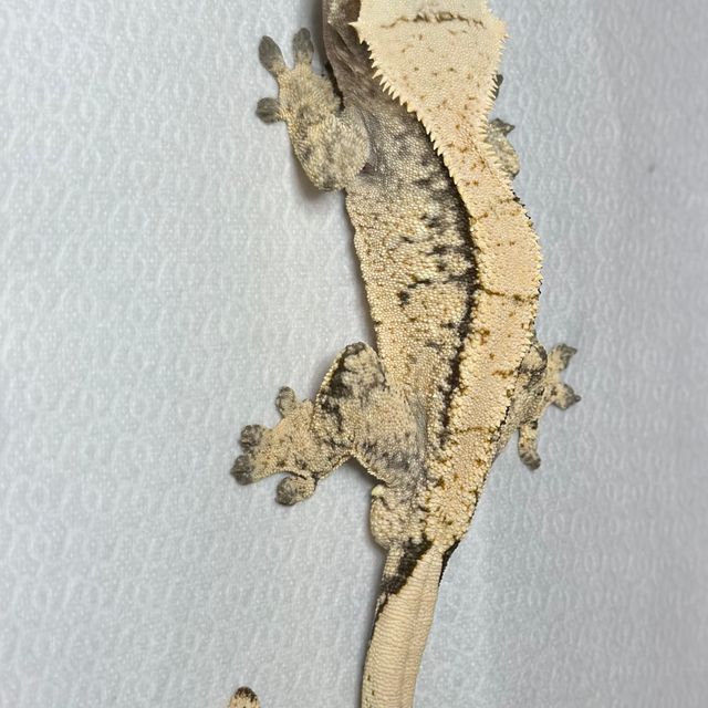 노멀 드리피 트라이 익스트림할리퀸