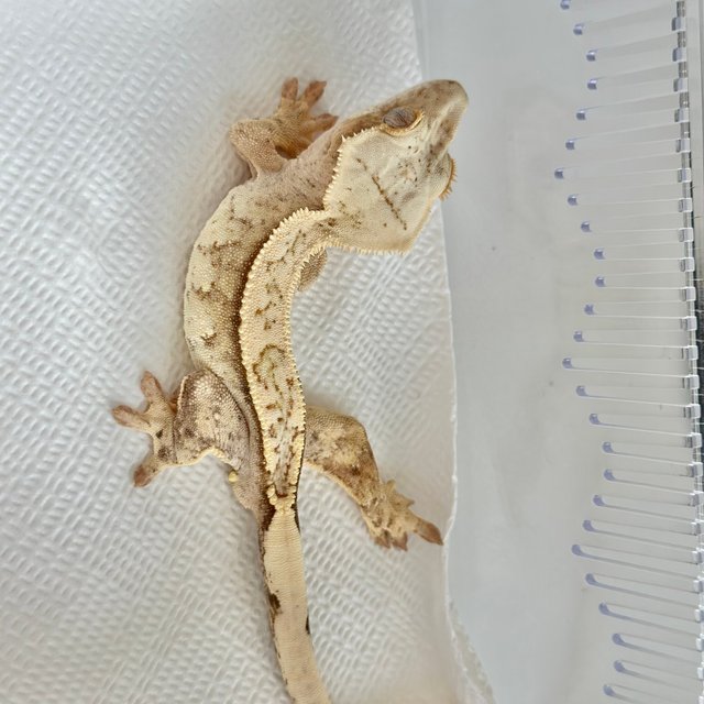 드리피 크림시클 크림 화이트 옐로우