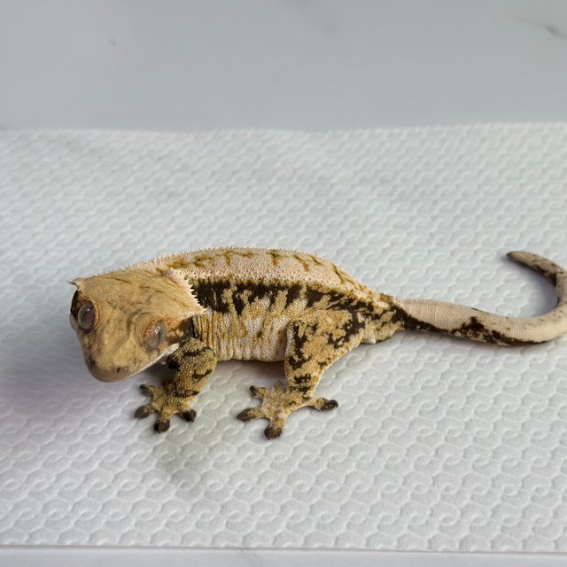 노멀 드리피 화이트스팟