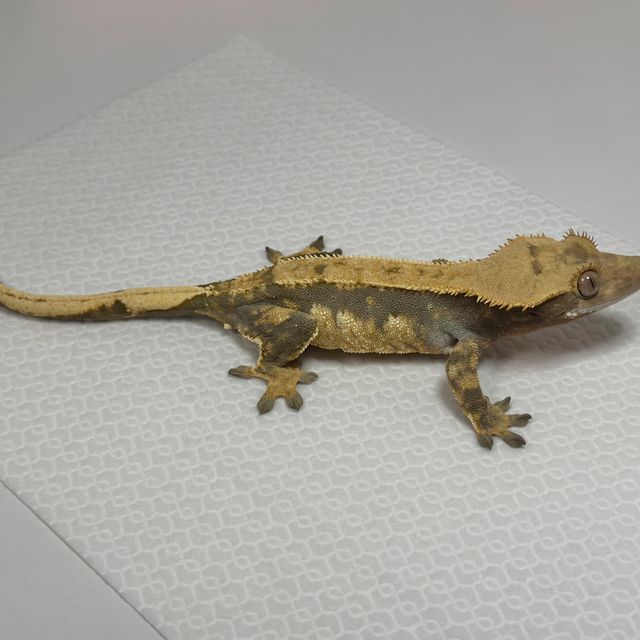 트라이 익스트림할리퀸