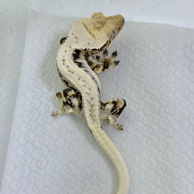 트라이 릴리화이트