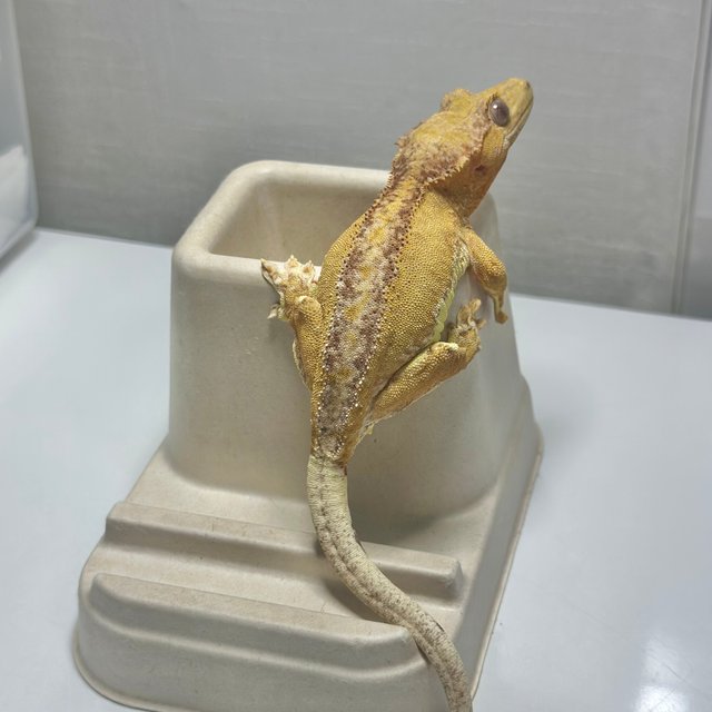 팬텀 릴리화이트