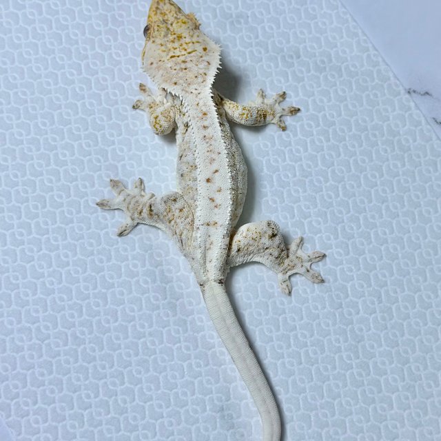 트라이 릴리화이트