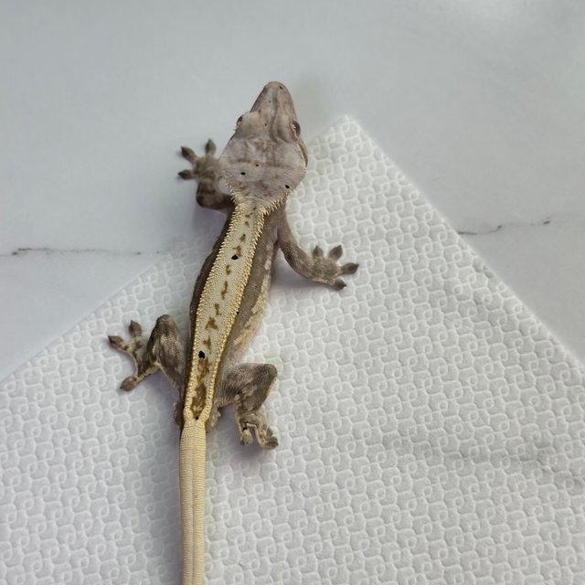 핀스트라이프 풀핀