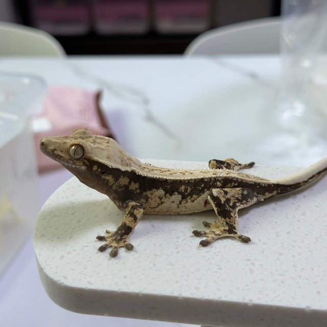 노멀 드리피 트라이 화이트스팟 화이트포트홀 풀핀