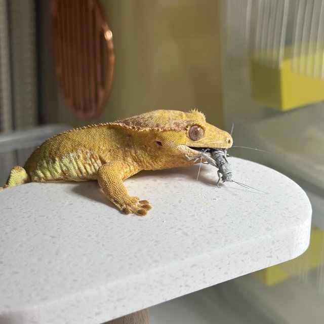 팬텀 릴리화이트