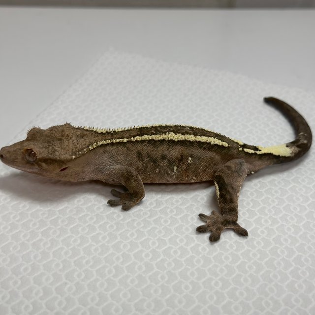 텐저린 카푸치노 레드 할로윈